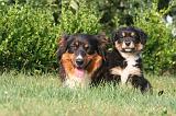BERGER AUSTRALIEN - ADULT & PUPPY 122